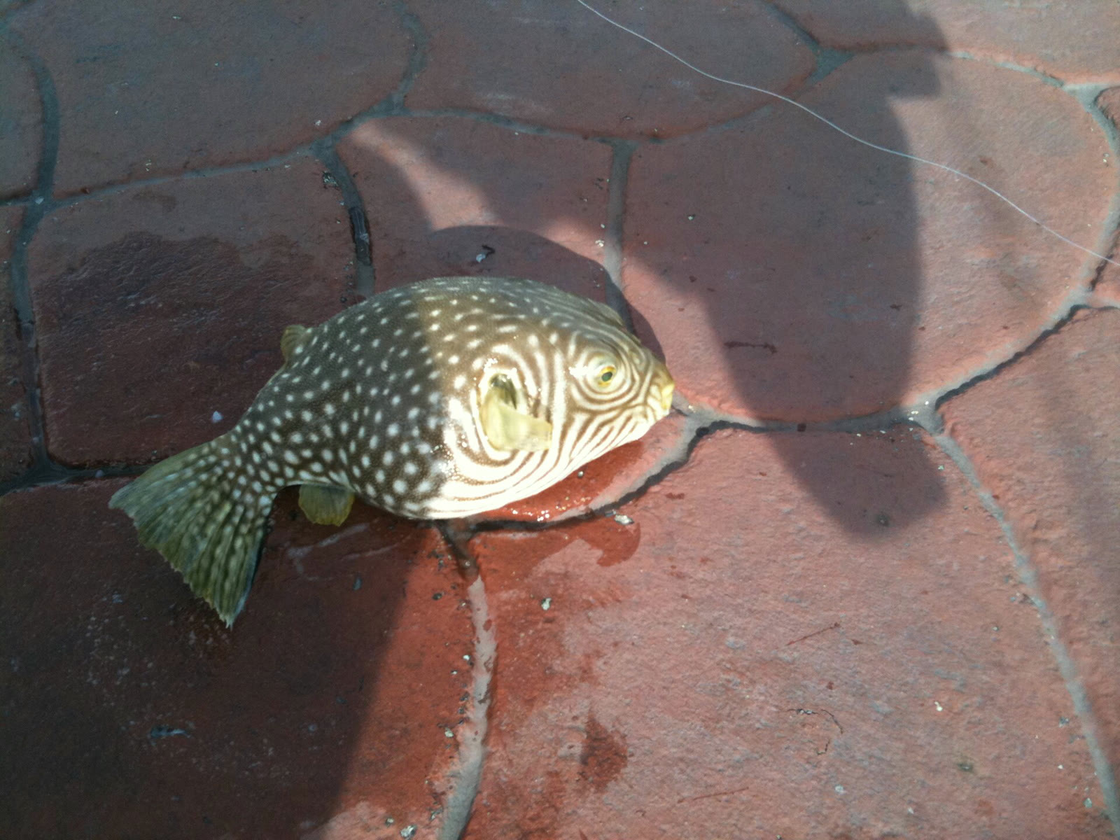 Рыба фугу, содержащая тетродотоксин (архив)